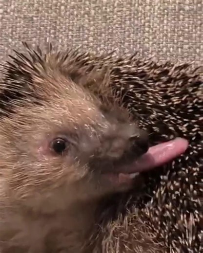 „Rudo’s eighteenth week with us! LIKE 👍& SUBSCRIBE🔔 so you won’t miss the next update!“🦔❤️ #hedgehog