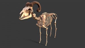 Sheep skeleton - 3D model by BreadFish