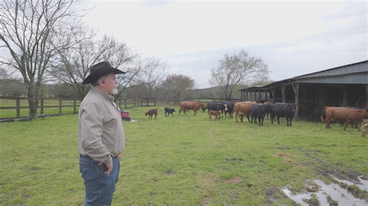 18K views · 87 reactions | In Sebastian County, Brent Cooper is using the latest technology in artificial insemination to help customers achieve their cattle herd goals. Cooper Cattle, a part of Big Branch Breeders Service, gives us an inside look at the history behind the use of A.I. on their farm and what they are doing to continue improving their herd. Big Branch-Cooper Cattle | Arkansas Farm Bureau Federation | Facebook