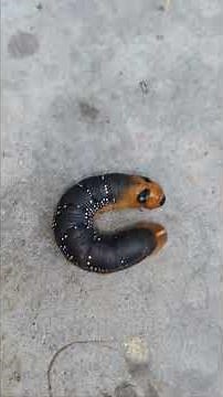 Oleander Hawk Moth's life cycle and its ecological role in Nepal