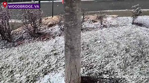 Snow begins sticking to tree branches, shrubs in Woodbridge