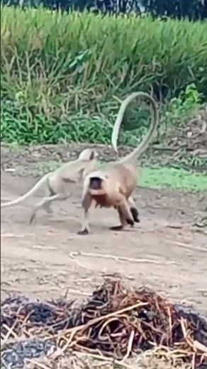 Fastest MONKEY on the Run!