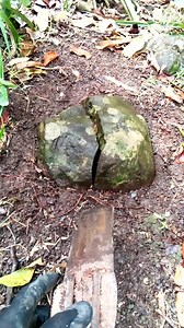 1.6K views · 4.5K reactions | Treasure hunting found coated rock remove cutted prospective center spot #viralreels #fbreels #tv #reels #documentary #virals #treasure #everyone | Jm D Compass | Facebook