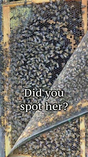 Find the Queen Bee Challenge! #honeybees #beekeeping