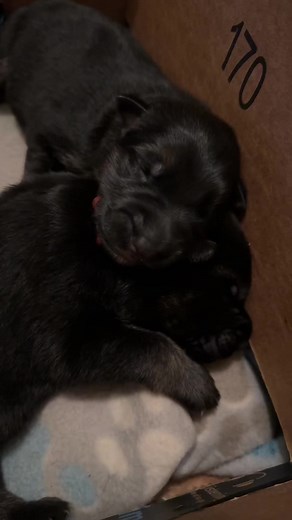 Adorable German Shepherd Puppies with Oakley