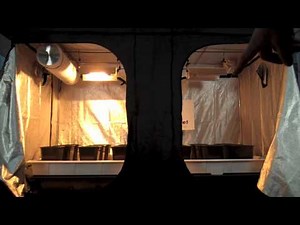 Mother Plants & Vegging Room Grow Tent | Grow Room Designs | GrowRoom Set up layout