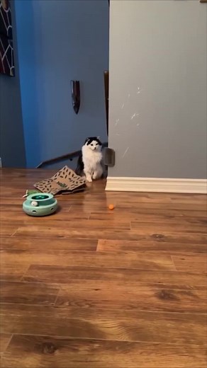 Oreo on his better days. 🍄 (I couldn’t post the actual music so I did the next best thing lol.) | The Oreo Cat