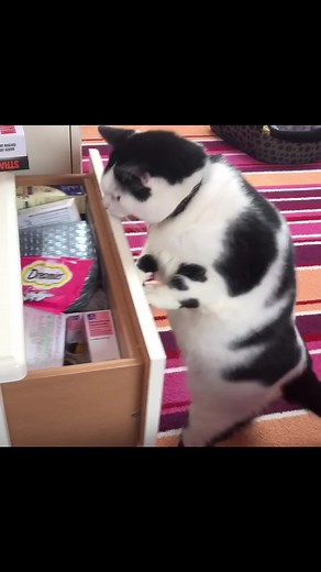 Keith the Catcow Sketchy Shenanigans