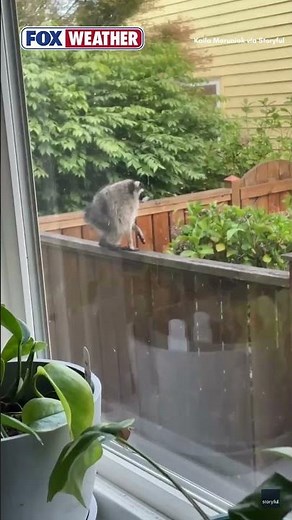 Seattle’s Viral Raccoon Icon Is Back In The Spotlight