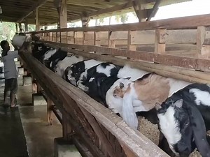 Peternakan Dan Pertanian on Reels