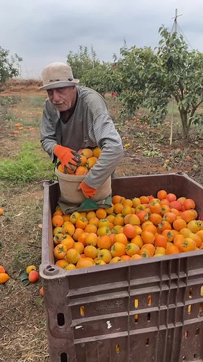 Harvesting Ripe Persimmons in a Beautiful Orchard