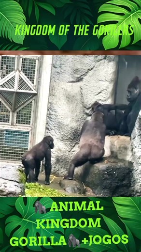 Gorilas na Selva: A Natureza em Seu Estado Puro