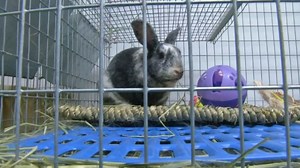 Animal Rescue Group Expects Influx of Bunnies After Easter
