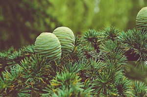 The Atlas Cedar: Cedrus Atlanticus