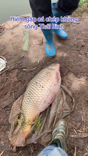 Hiếm gặp cá chép khủng sông Thái Bình