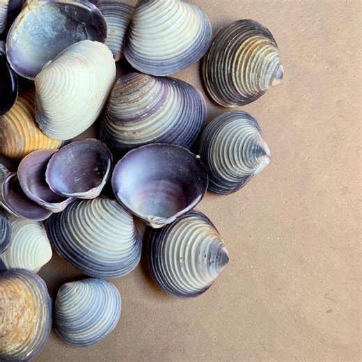 Purple Shells 1–3cm Natural Cay Cay Beach Seashells for Crafts and Resin Art - Etsy