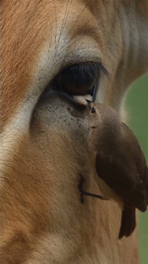 A Tiny Bird’s Amazing Discovery! 🦌🐦😱 #lion #viral #wildlife