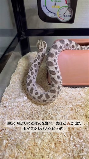 Our angry corn snake #corn snake #reptiles #reptile lover #reptiles #reptile care #reptile video ...