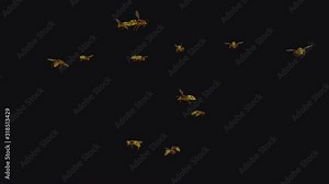Wild Hornet Wasp Swarm V CU FHD. Yellow, orange and black body color. Aggressive flying loop. Close view. Realistic 3D animation isolated on transparent background.