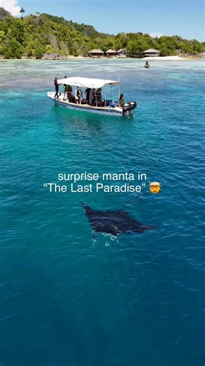 We were exploring gorgeous reefs in Raja Ampat when three mantas showed up out of nowhere! We were truly surprised, as it was off season for mantas making it unlikely for us to see any 😍 🎥: @oceangalz @isalassinaro #manta #rajaampat #lastparadise #diving #marinelife #adventure #travel #ocean #indonesia | oceangalz