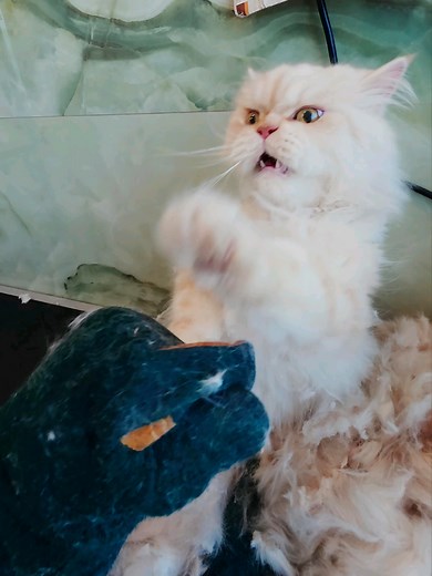Demonic Level Spicy Markus Part 1 — Aggressive Cat Grooming Encounter