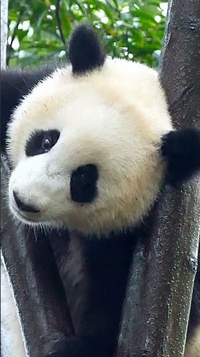 Giant Panda Endangered Bamboo Lover of China's Misty Mountains