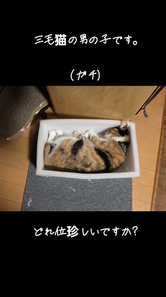 珍しい三毛猫オスが登場！