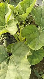 کب تیار ہو گی ۔۔۔ #agriculture #management #technology #farming #moonagro | MOON AGRO FARM