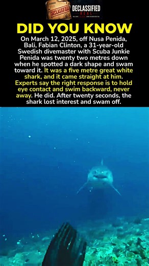 A Diver Faced A Great White
