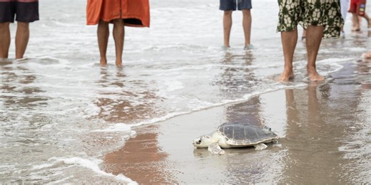 Watch: Endangered sea turtle released back into Atlantic from NYC beach