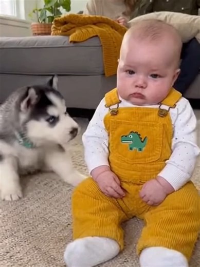 This husky puppy is giving the baby a total spa day! The baby’s reaction is priceless. Unfazed and adorable! #HuskyPuppy #FunnyBaby #CuteMoments #PuppyKisses #howling #babyvsdog #cutebabies #petlover #dogsoftiktok #funnydogs #dogfight #bulldog #CutePuppy #DogSoftTok #BestFriends #DogAndBaby #BabyFever #huskysoftiktok #HuskyHowl #HuskyGram #FunnyReels #PuppyLove