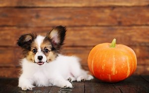 Best Canned Pumpkin for Dogs (Our Top 6 Picks) 2023