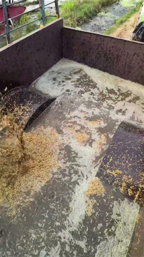 combine me bhi pani aa rha h 😱|#nishudaswal #rohitdeshwal #hrpbtractors #tochanking #viral #nishu