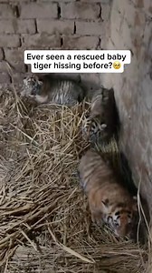 106K views · 654 reactions | A baby tiger, or cub, may hiss as a...