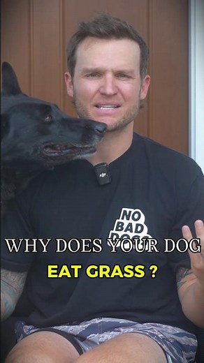 WHY DO DOGS EAT GRASS