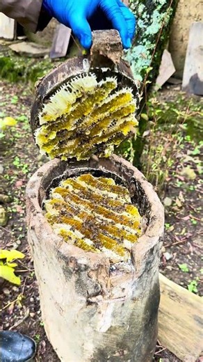 Traditional Wild Honey Extraction - Primitive Beekeeping 🐝