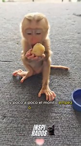 Increíble pero Cierto: Historias que Te Sorprenderán 😨 #curiosidades #divertido #amor #asombroso #animals #interesante #inspirados #fblifestyle | inspirados