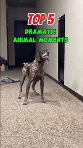 Ranking The Most DRAMATIC Animals Ever Caught On Camera 🎭🐾