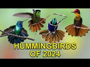 25 HUMMINGBIRDS You Will Adore | Recap 2024