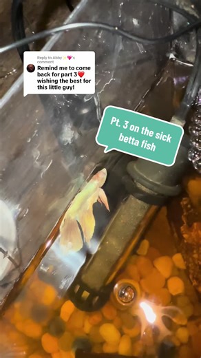 Day 3 Update on Sick Betta Fish Care