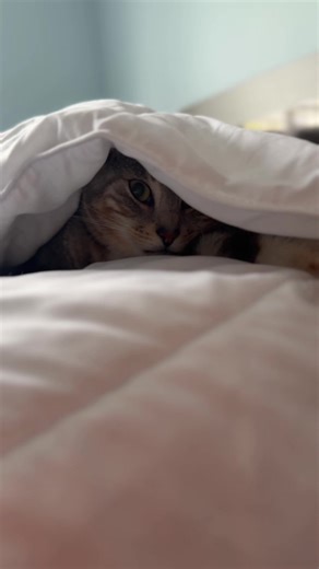 😅😅😅😅 . . . #catdad #catlovers #catlover #catlife #catsoftiktok