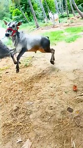 ⚡ 💪 | Cattles of India