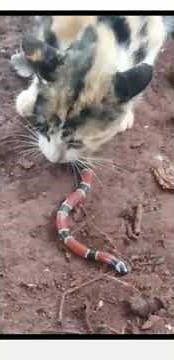 Amazing cat eat a coral snake