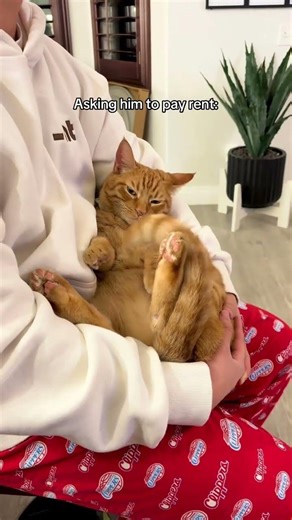 @oliverthemimi: Rent is due!! #catlovers #cat #kitten