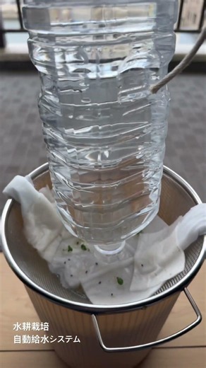 バジルの水耕栽培してます。一週間留守にするので、水をなんとかしなければ、干上がって枯れてしまう。ポンプとカレンダータイマーを買ってきて給水するとか、考えたんだけど、「そこまでするなら、スーパーでバジル