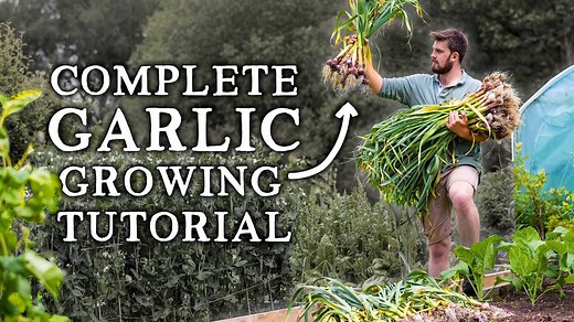 How to Grow Garlic | Simple Steps for HUGE Yields
