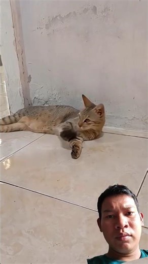harimau hitam black vs kucing meong g #short #reaction #shortvideo #remix