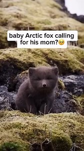 A baby Arctic fox calling for its mom is a heartwarming yet instinctual behavior. When separated or in need of care, the baby fox lets out high-pitched calls, hoping to attract its mother’s attention. These vocalizations are a natural survival mechanism, helping the mother locate her young in the vast, often harsh Arctic environment. The sound reflects the strong bond between the mother and her pup, ensuring the baby receives the warmth, protection, and food it needs. Video by @lguedessc Feel fr