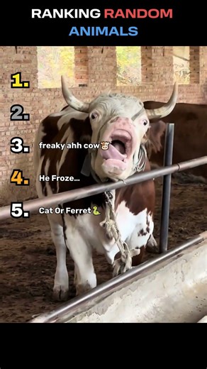 SUBSCRIBE IF YOU WANT MORE #funny #youtubeshorts #cute