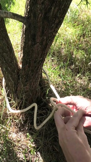 Anchoring to a tree with a Bowline knot!